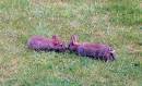 Wabbit.jpg