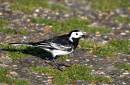 Wagtail-_-Bluebottle-Web.jpg