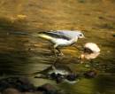 Wagtail.jpg