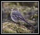 Wagtail1.jpg