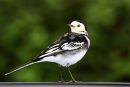 Wagtail2.jpg