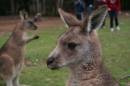 Wallabies_Apr_081.JPG