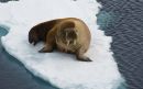 Walrus.JPG