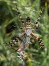 Wasp_Spider-2.jpg