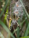 Wasp_Spider.jpg