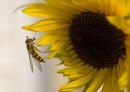 Wasp_on_Sunflower2.jpg