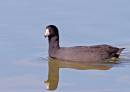 Water_Bird_mission_Jan_07_0382.jpg