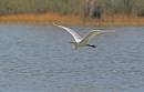 Water_Bird_mission_Jan_07_0672.jpg