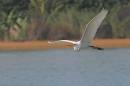 Water_Bird_mission_Jan_07_0693.jpg
