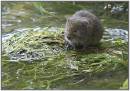 Water_Vole_3.jpg