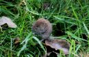 Water_vole_Arvicola_amphibius_.jpg
