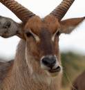 Waterbuck_9.JPG