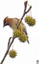 WaxwingS.jpg