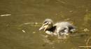 Wee_Duck.jpg