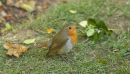 Wee_Robin_800.jpg