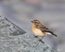 Wheatear1.jpg