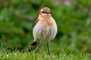 Wheatear3.jpg