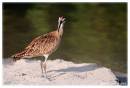 Whimbrel1-1640.jpg