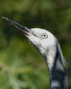 White-Faced-Heron.jpg