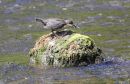 White-Throated_Dipper_Cinclus_Cinclus_3-7-2017.jpg