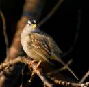 WhiteCrownedSparrowZonotrichiaLeukophrys.jpg
