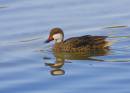 White_Cheeked_Pintail1.jpg