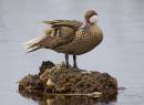 White_Cheeked_Pintail_4_Nassau_June_6_09_ALP.jpg