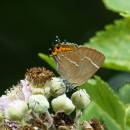 White_Letter_Hairstreak-1.jpg
