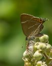 White_Letter_Hairstreak.JPG