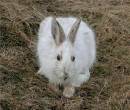 White_Rabbit.jpg