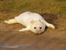 /gallery/data/501/thumbs/White_seal_pup.jpg