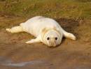 White_seal_pup.jpg