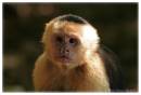 Whitefacemonkey4.jpg