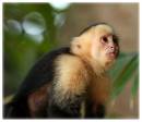 Whitefacemonkey5.jpg