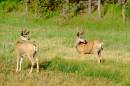 Whitetail_Deer_D700_1715_12x8.jpg
