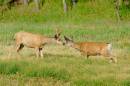 Whitetail_Deer_D700_1731_12x8.jpg