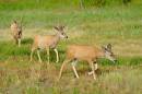 Whitetail_Deer_D700_1752_DxO.jpg