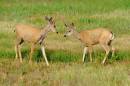 Whitetail_Deer_D700_1755_12x8.jpg