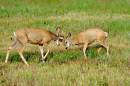 Whitetail_Deer_D700_1761_12x8.jpg
