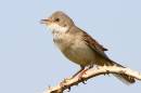 Whitethroat31.jpg