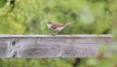 Whitethroat_Sylvia_Communis_19-7-2018.jpg