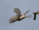 Whitethroat_in_flight.jpg