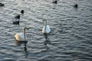 Whooper_swans.jpg