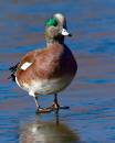 Widgeon_3955_8x10.jpg