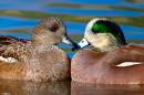 Widgeon_3DF_3905_12x8.jpg