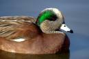 Widgeon_3DF_3918_12x8.jpg