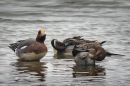 Widgeon_Pintail.jpg