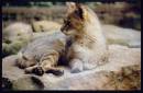 Wild_Cat1.jpg