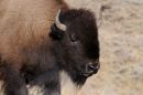 Wild_Eyed_JRE9084_web1000sr72.jpg