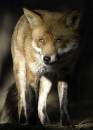 Wild_Formby_Fox.jpg